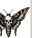 A death’s-head moth, engraved
